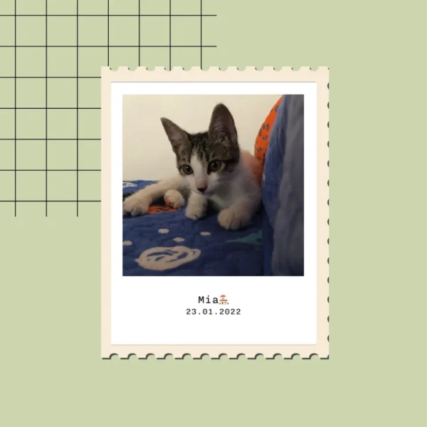 Efímero Encanto - Cuadro Individual o Set de 3 Minis